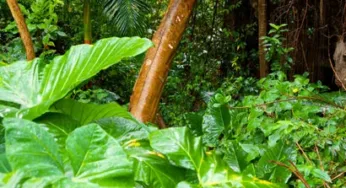 Una nuova teoria meteorologica sostiene che le foreste del mondo sono produttrici di pioggia